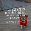 올어바웃펫 이미지