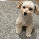오베르 | [오베르 강아지간식 후기] 강아지가 좋아하는 국산 수제간식