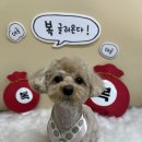 남동124 | 남동구 서창동 애견미용실 말티푸 동글 곰돌 얼굴컷 전체미용 6mm 후기