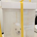 견공상회 | 해운대 강아지 실물 수제 케이크 잘하는 집, 견공상회 이용 후기