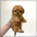 다정한동물메디컬센터 | 시흥애견샵 갈색말티푸