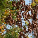 안성장의 이미지