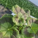 브니엘농장 | 브니엘꽃농원 꽃모종 구입 제라늄키우기