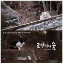 나만고양이없어 이미지