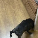 다이아몬드 유통 강아지 사랑 | 강아지 슬개골 영양제 | 기호성 좋은 하루올데이 강아지 관절 영양제 카제로템 노견급여후기