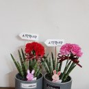 거진영플라워