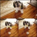 애완강아지 이미지