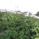 상예동-2 이미지