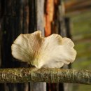 행복한순대 이미지