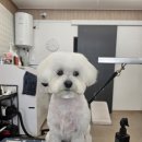 수정애견미용실 네이버블로그