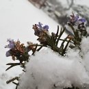 로즈마리 정원 이미지