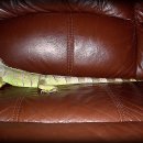 이구아나 이미지