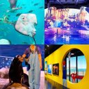 마이바당 | 한화 아쿠아플라넷 제주 오션아레나 공연 제주도 동쪽 가볼만한곳