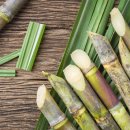 바이오탑 이미지