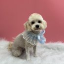 또왕또왕 Dog Salon 이미지