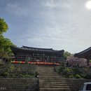 대우유림공인중개사사무소 | 🌸봄꽃 스캔들! 충남 서산 개심사 겹벚꽃, 청벚꽃 만개시기, 총정리!