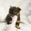 살랑살랑 이미지