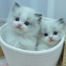 강남 고양이 분양 냥블리 이미지