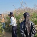 하늘공원 | 서울억새축제 하늘공원 후기, 억새가 아름다운 서울 가을 명소