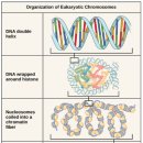 히스톤(HisTone) 이미지