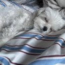 버클리 영어 뮤지컬 | THIS MUSIC MAY CONTAIN HOPE.