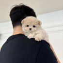 퍼피말론 강아지분양 울산점 | [울산 강아지분양] 미니비숑 분양은 벨슈어퍼피｜프리미엄 애견샵 추천