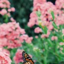 산너머남촌에는 이미지