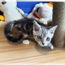 고롱고롱 | 유기묘 보호소 후기 입양 절차