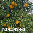 농수산길 | [제주 성산읍 섭지코지농수산] 제주 감귤 선물 택배 추천, 귤 따기 체험