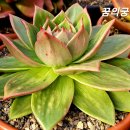 꿈의궁전 이미지