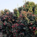 까멜리아 이미지