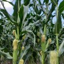 해오름농원 이미지