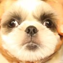 펫츠나라동물병원