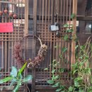 다인찻집 | [전주]🍵🌿 “엄마랑 꼭 다시 오고 싶은 카페 1위" 전주 감성 전통찻집 다인찻집 후기☘️