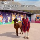 홍천 알파카월드! 11월 서울근교 여행으로 딱 좋은 힐링 코스