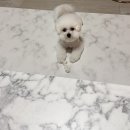 아담하개 이미지