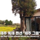 산들꽃펜션 | 제주오션뷰펜션 '제주 그믐' 유채꽃밭과 파도 소리가 반겨주는 서귀포독채펜션 찐 후기