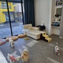 The빛나개 이미지