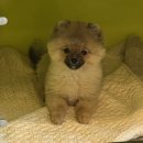 미래지동물의료센터 이미지