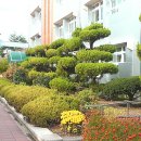 신일중학교 이미지