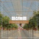 은마길 | 파주 일산농원 딸기체험 후기｜체험비 무료에 딸기 아이스크림 만들기까지 한번에