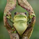 청개구리 이미지