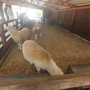 한국목장 이미지