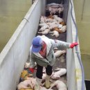 망치네식탁 이미지