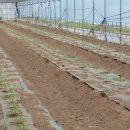 천풍농장 이미지