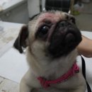 24시 웰니스 동물 의료센터 이미지