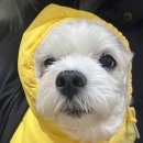 굿댕스쿨 이미지