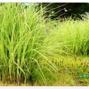 웃는 숲 이미지