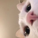 연오
