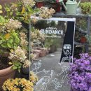 썬댄스 | 창원 가로수길 핫플 브런치 카페 썬댄스 방문 후기(애견 동반 가능)